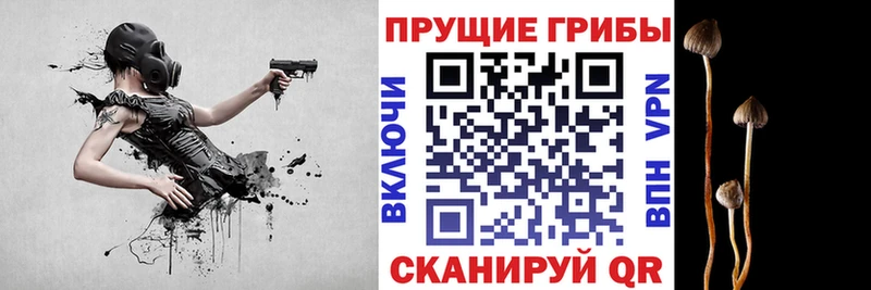Купить закладки  Малгобек  Галлюциногенные грибы GOLDEN TEACHER 